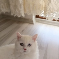 British Longhair, Kedi  Lina fotoğrafı