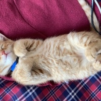 Sarman, Kedi  BAL fotoğrafı