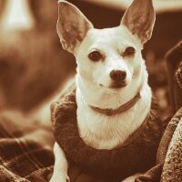 Chihuahua, Köpek  cookie fotoğrafı