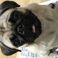 Pug, Köpek  Norma fotoğrafı