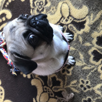 Pug, Köpek  Norma fotoğrafı
