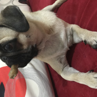 Pug, Köpek  Norma fotoğrafı