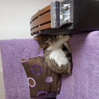 Tekir Kedi, Kedi  Boncuk fotoğrafı