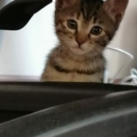 Tekir Kedi, Kedi  Jojo fotoğrafı