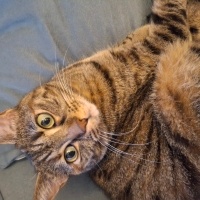 Tekir Kedi, Kedi  Jojo fotoğrafı