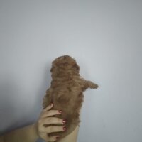 Poodle (Minyatür Kaniş), Köpek  50 günlük dişi toy poodle fotoğrafı