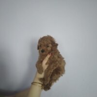 Poodle (Minyatür Kaniş), Köpek  50 günlük dişi toy poodle fotoğrafı