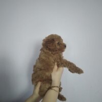 Poodle (Minyatür Kaniş), Köpek  50 günlük dişi toy poodle fotoğrafı