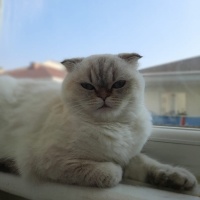 Scottish Fold, Kedi  Badem fotoğrafı
