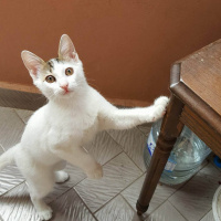 Tekir Kedi, Kedi  Piyo fotoğrafı
