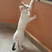 Tekir Kedi, Kedi  Piyo fotoğrafı