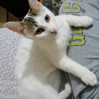 Tekir Kedi, Kedi  Piyo fotoğrafı