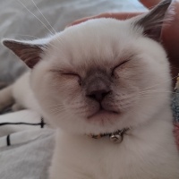 Scottish Fold, Kedi  Lokum fotoğrafı