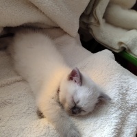Scottish Fold, Kedi  Lokum fotoğrafı