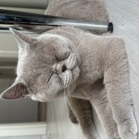 British Shorthair, Kedi  Chivas fotoğrafı