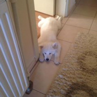 Samoyed, Köpek  köpük fotoğrafı