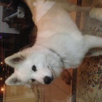 Samoyed, Köpek  köpük fotoğrafı