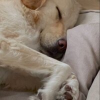 Golden Retriever, Köpek  Gofret fotoğrafı