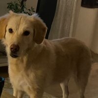 Golden Retriever, Köpek  Gofret fotoğrafı