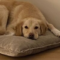 Golden Retriever, Köpek  Gofret fotoğrafı