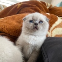 Scottish Fold, Kedi  Mertens,ikardi,barış alper yılmaz fotoğrafı