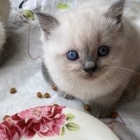 Scottish Fold, Kedi  Mertens,ikardi,barış alper yılmaz fotoğrafı