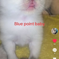 Scottish Fold, Kedi  Mertens,ikardi,barış alper yılmaz fotoğrafı