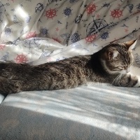 Tekir Kedi, Kedi  Astra(ücretsiz) fotoğrafı