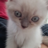 Scottish Fold, Kedi  Badem fotoğrafı