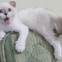 Scottish Fold, Kedi  Badem fotoğrafı