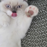 Scottish Fold, Kedi  Badem fotoğrafı