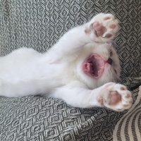 Scottish Fold, Kedi  Badem fotoğrafı