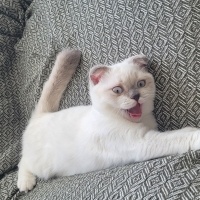 Scottish Fold, Kedi  Badem fotoğrafı