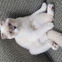 Scottish Fold, Kedi  Badem fotoğrafı