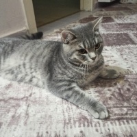 Scottish Fold, Kedi  Duman fotoğrafı