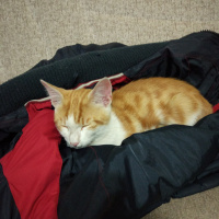 Tekir Kedi, Kedi  Sarışın fotoğrafı