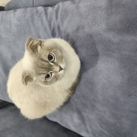 British Shorthair, Kedi  Karamel fotoğrafı