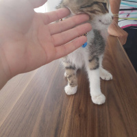 Tekir Kedi, Kedi  Minnoş fotoğrafı