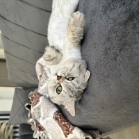 British Shorthair, Kedi  Korsan fotoğrafı