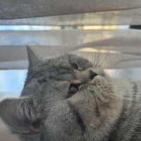 British Shorthair, Kedi  Korsan fotoğrafı