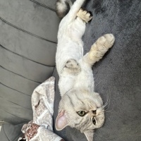 British Shorthair, Kedi  Korsan fotoğrafı