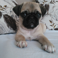 Pug, Köpek  Lisa fotoğrafı