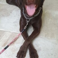 Labrador Retriever, Köpek  Bell fotoğrafı