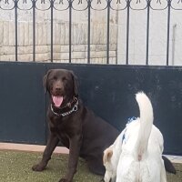 Labrador Retriever, Köpek  Bell fotoğrafı