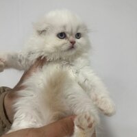 British Longhair, Kedi  British ve schottis fotoğrafı