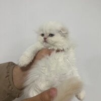 British Longhair, Kedi  British ve schottis fotoğrafı