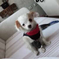 Chihuahua, Köpek  CeyCey fotoğrafı