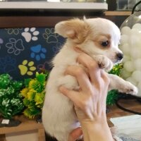 Chihuahua, Köpek  CeyCey fotoğrafı