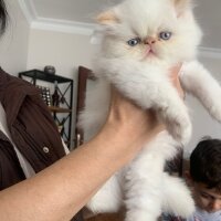 İran Kedisi (Persian), Kedi  Dudi ve maviş fotoğrafı