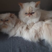 İran Kedisi (Persian), Kedi  Dudi ve maviş fotoğrafı